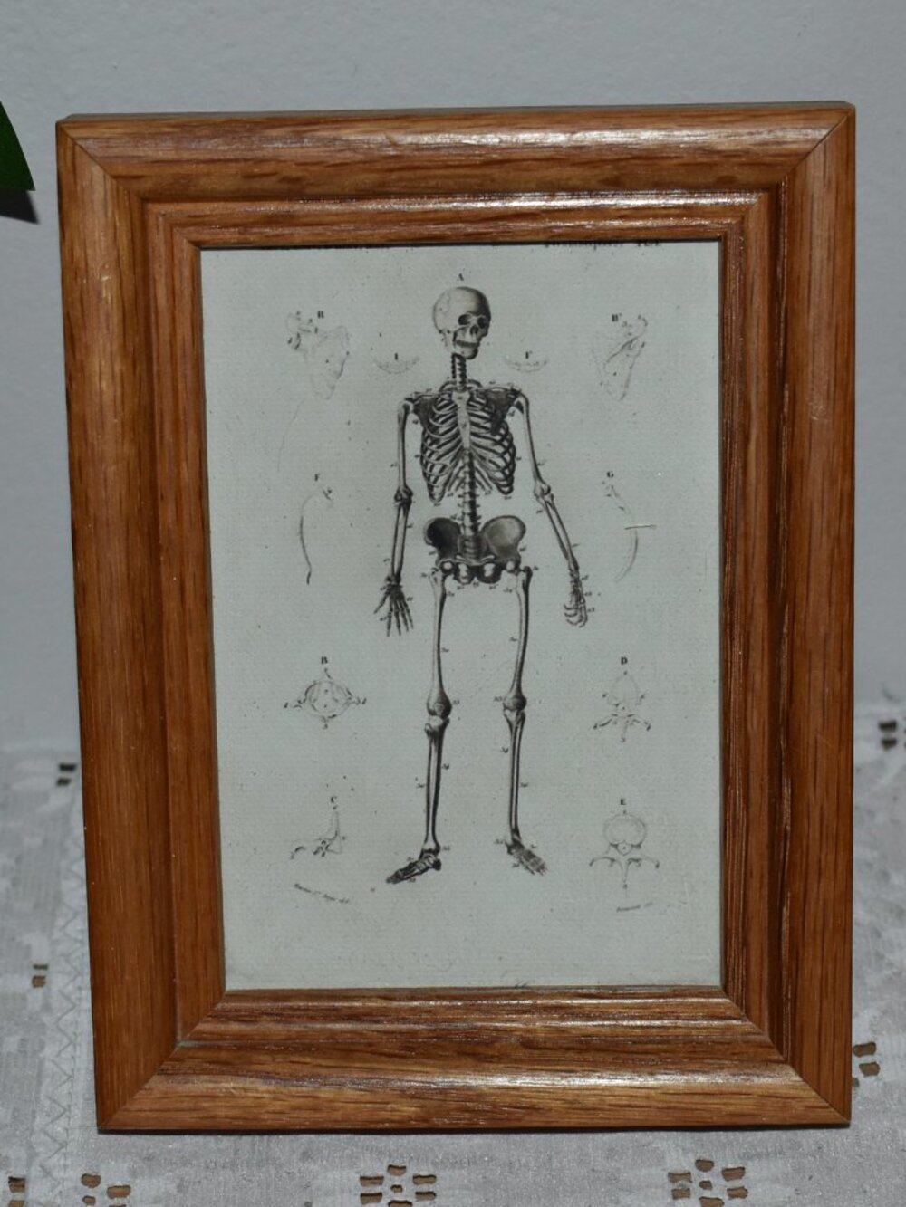 Petal Lane Skeleton Canvas Print Vintage Wood Frame Gothic Fall Halloween Decor